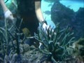 サンシャイン水族館　偽サンゴの植替え風景