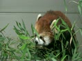 羽村市動物公園　レッサーパンダ　笹を食べるラテ